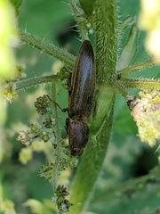 Gambrinus griseus