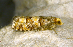 Eucopina