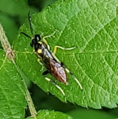 Allantus cinctus