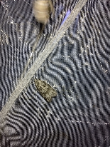 obaľovač Stephensov (Cnephasia stephensiana)