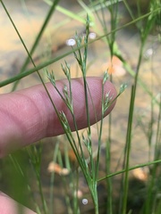 Juncus anthelatus