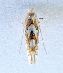 Phyllonorycter insignis