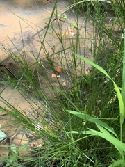 Juncus anthelatus