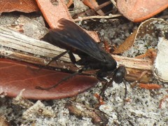 Poecilopompilus algidus