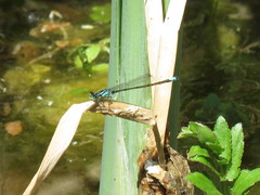 Ischnura damula