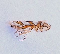 Phyllonorycter insignis