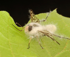 Furia ithacensis