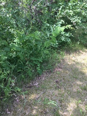 Polygonatum biflorum commutatum