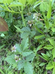 Rubus steelei