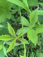 Rubus steelei