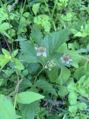 Rubus steelei