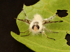 Furia ithacensis