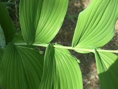 Polygonatum biflorum commutatum