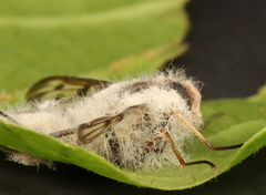 Furia ithacensis