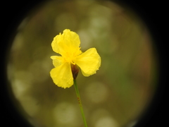 Xyris elliottii