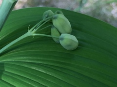 Polygonatum biflorum commutatum