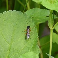 Macrophya punctumalbum
