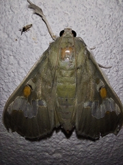 Siga pyronia