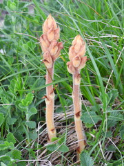 Orobanche teucrii
