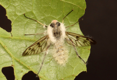 Furia ithacensis