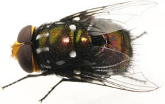 Amenia leonina