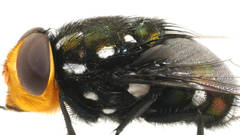 Amenia leonina
