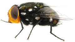 Amenia leonina
