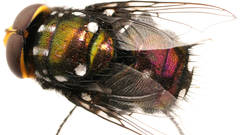 Amenia leonina