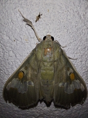 Siga pyronia