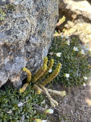 Huperzia appressa