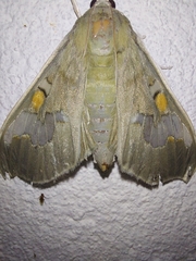Siga pyronia