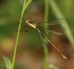 Lestes inaequalis