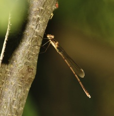Lestes inaequalis