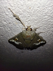 Siga pyronia
