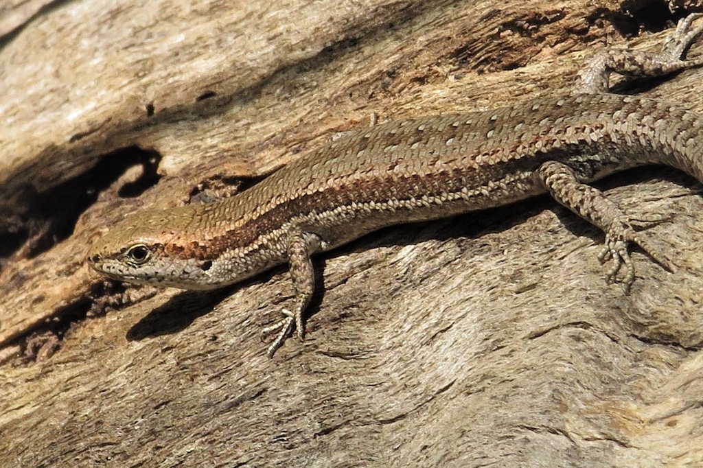 Pale-flecked Garden Sunskink from Wallaga Lake NSW 2546, Australia on ...