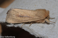 Sesamia nonagrioides