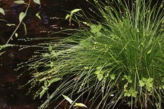 Stellulatae