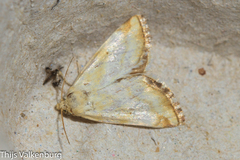 Aegle vespertinalis