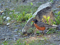 Turdus migratorius