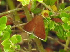 Argyrostrotis quadrifilaris