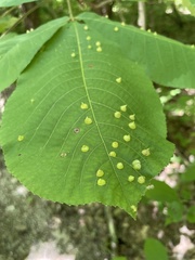 Phylloxera caryaefallax