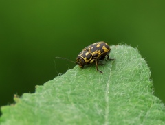 Pachybrachis hieroglyphicus