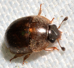 Amphicrossus ciliatus