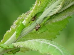 Pachybrachis hieroglyphicus