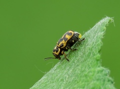 Pachybrachis hieroglyphicus