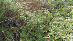 Eriogonum fasciculatum fasciculatum