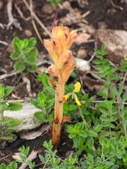 Orobanche teucrii