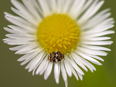 Anthrenus angustefasciatus