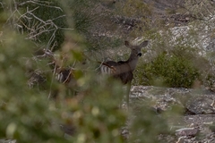 Odocoileus hemionus eremicus