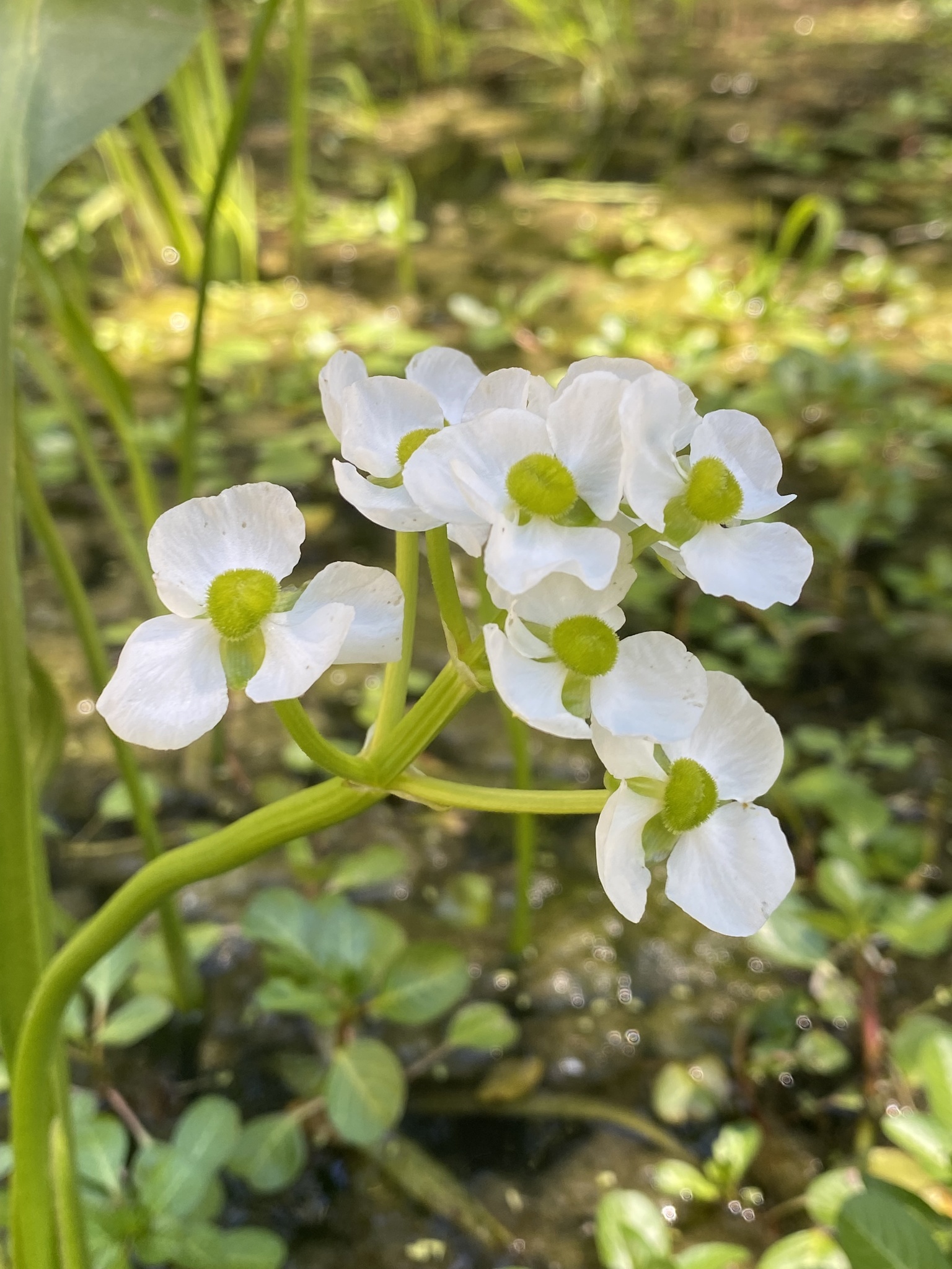 Sagittaria sanfordii